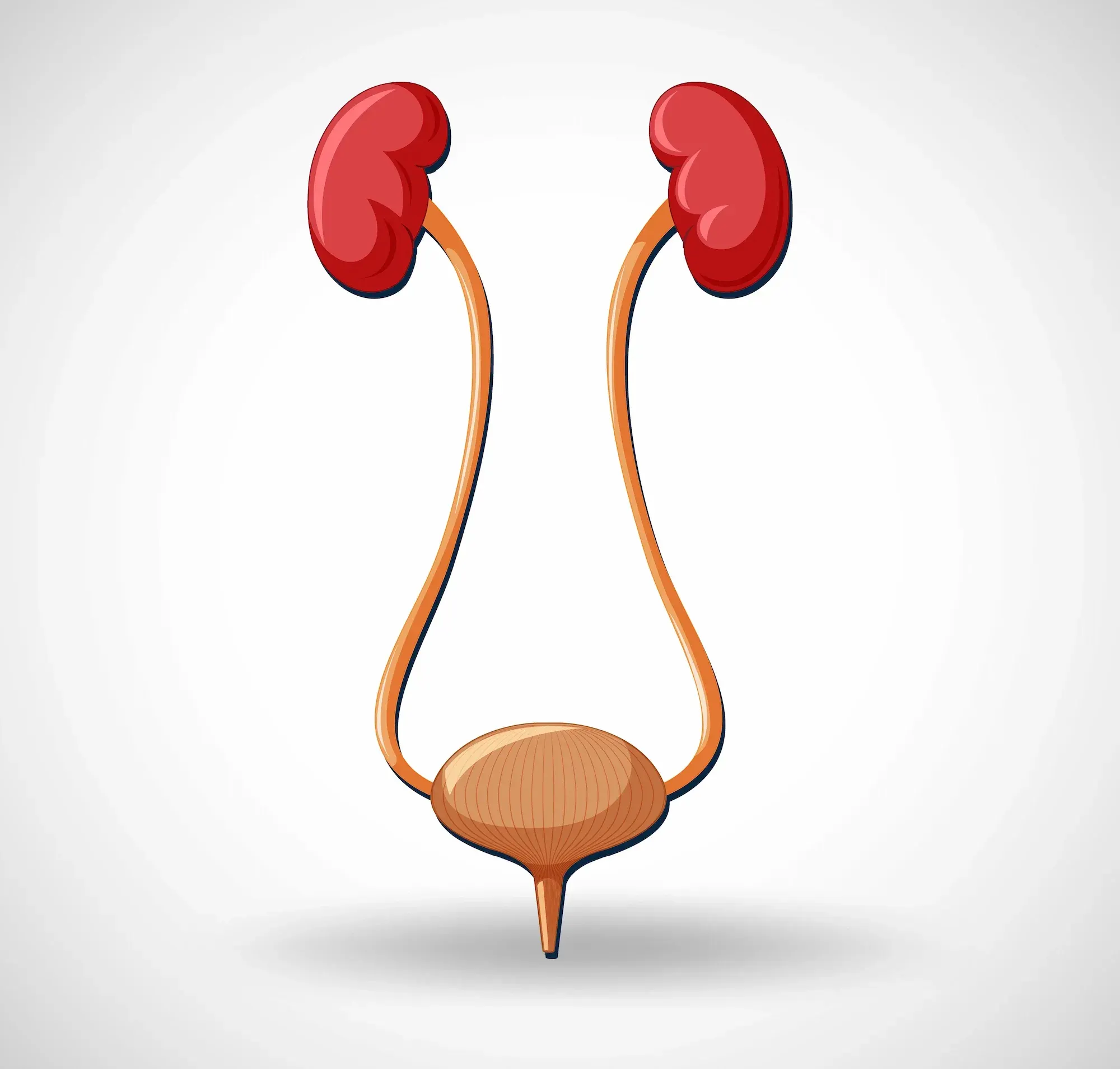What You Need to Know About Bladder Cancer